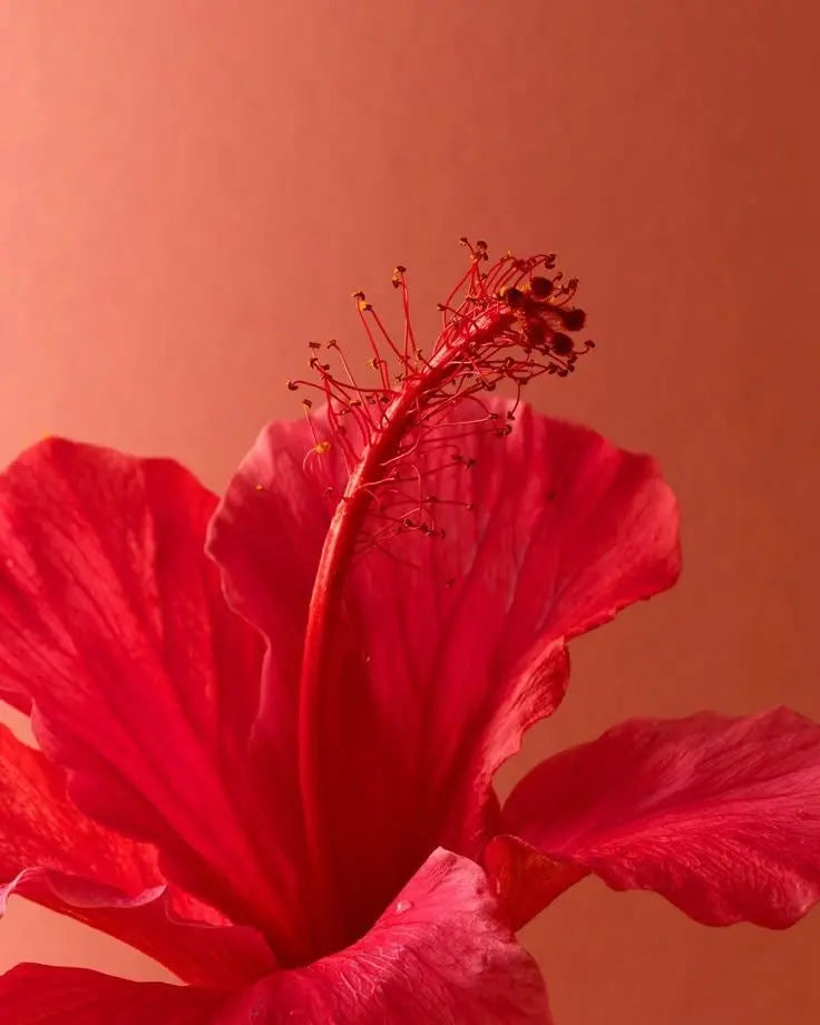 Hibiscus & gingembre Plésia