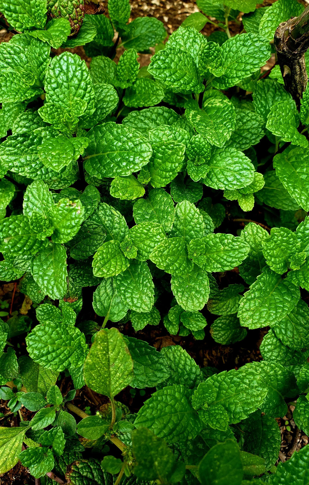 Menthe poivrée  & romarin Plésia